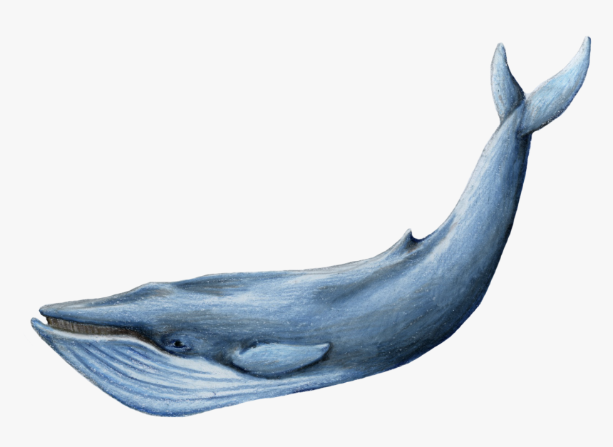 Baleen Whale - Blue Whale Transparent Background, HD Png Download