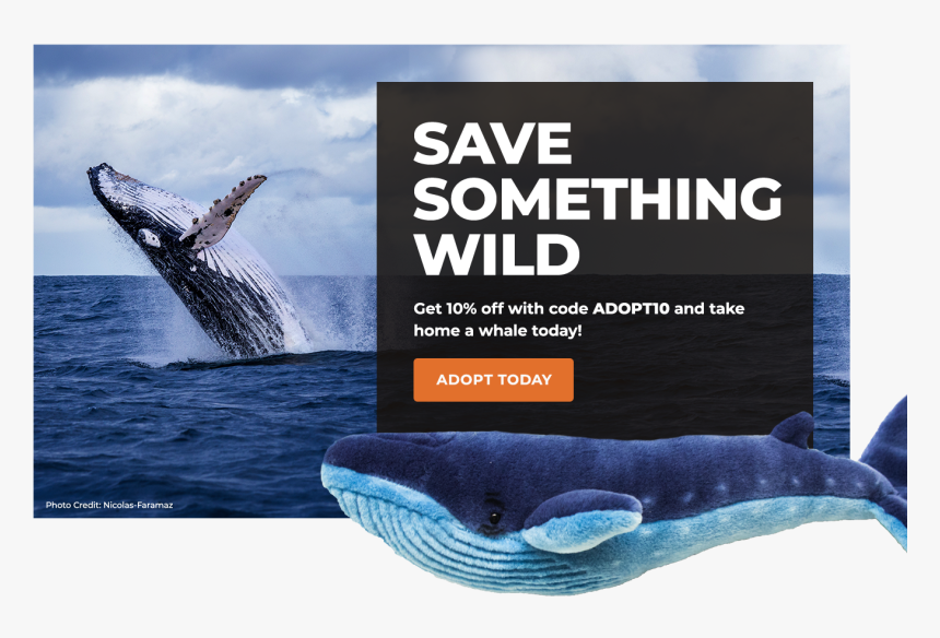 Adopt A Whale - Grey Whale, HD Png Download
