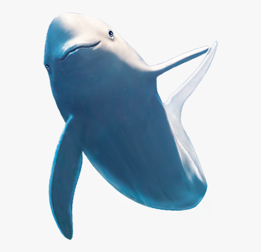 Common Bottlenose Dolphin Shark Beluga Whale - Dolphin, HD Png Download