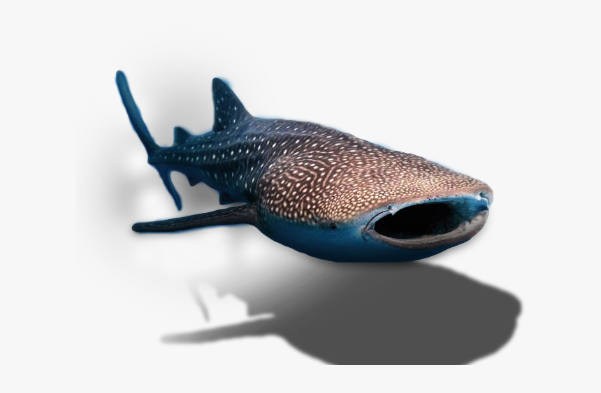 Whale Shark Transparent Background, HD Png Download