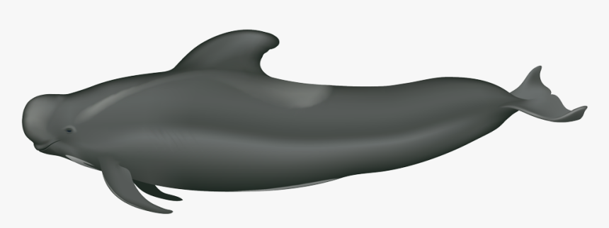 Long Finned Short Finned Pilot Whale, HD Png Download
