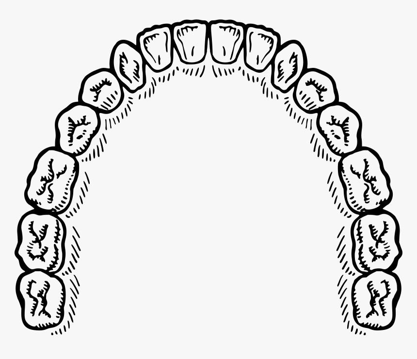 Mouth Of Teeth Vector Clipart Image - Mouth Of Teeth Vector, HD Png Download