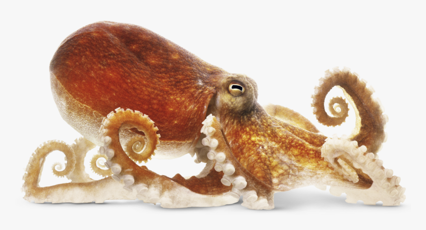 Download Octopus Png Image - Octopus Png, Transparent Png