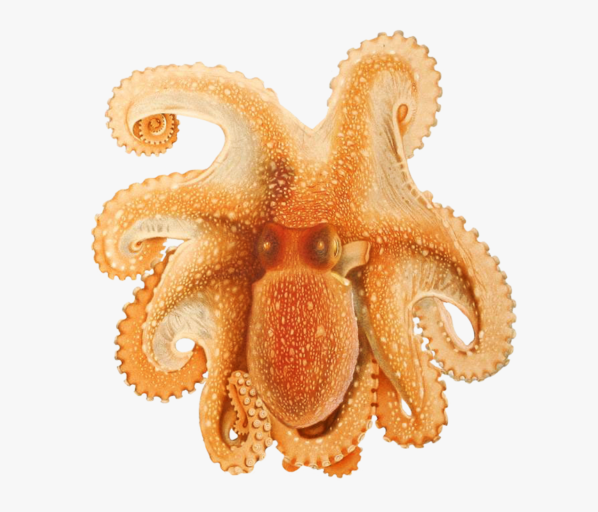 Ocotpus Image - Cephalopoda Biodiversity Heritage, HD Png Download
