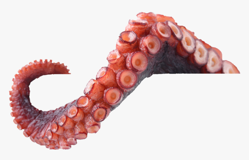 Octopus Tentacles Png, Transparent Png