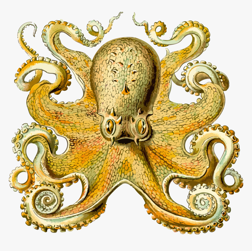 Octopus 2 Clip Arts - Ernst Haeckel Sea Creature, HD Png Download