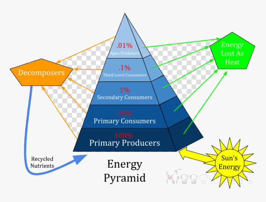 Numbers Pyramid Of Energy Biomass And Clipart Ecological - Basset Hound Bloodhound Puppy, HD Png Download
