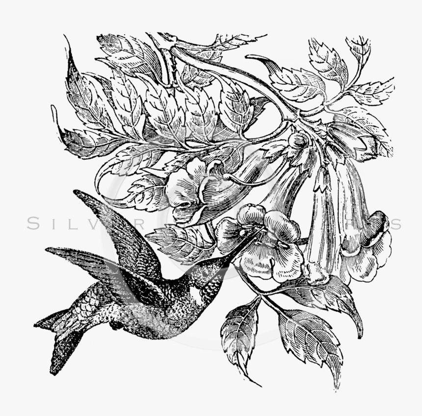 Vintage Png, Transparent Png