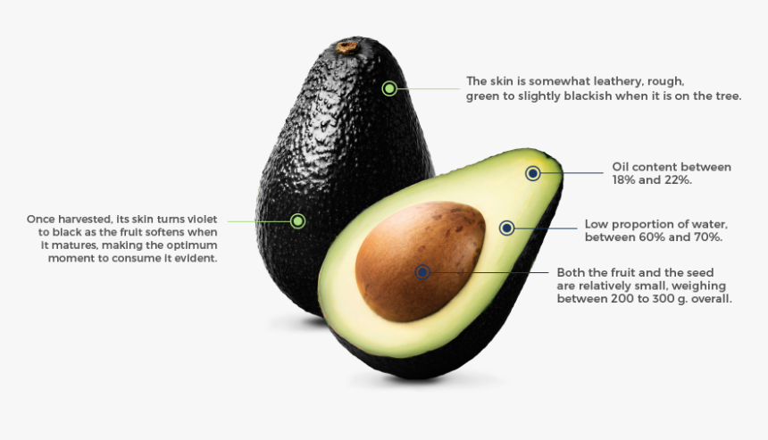 Transparent Aguacate Png - Avocado, Png Download