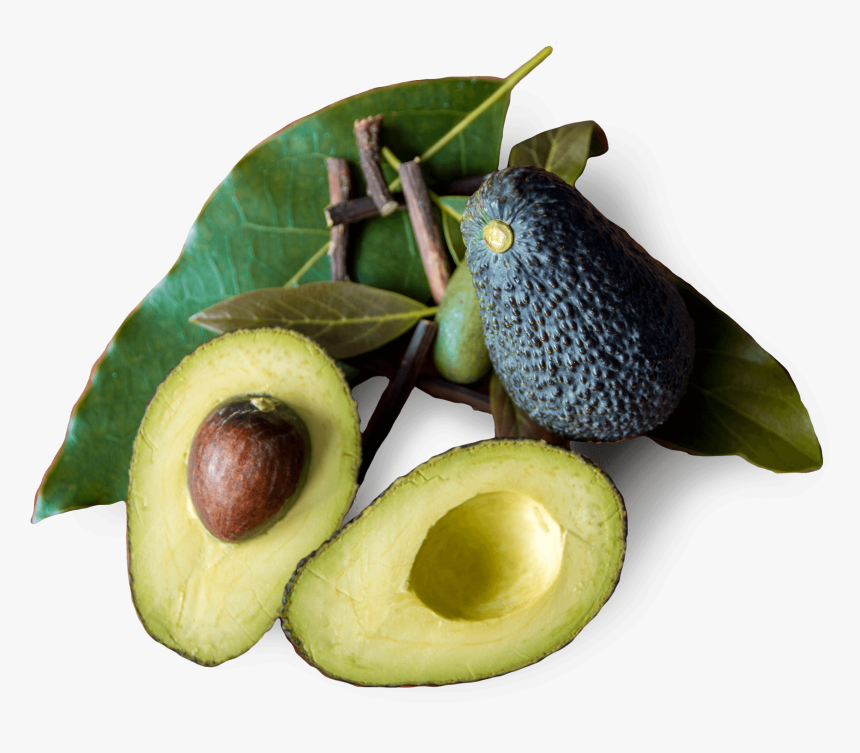 Tratamiento Natural Avocado - Avocado, HD Png Download