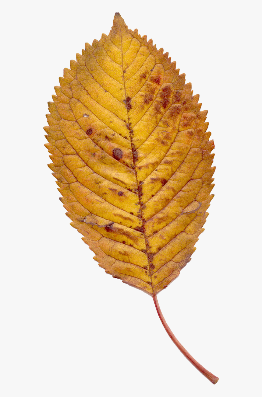 Ép Lá Khô, HD Png Download