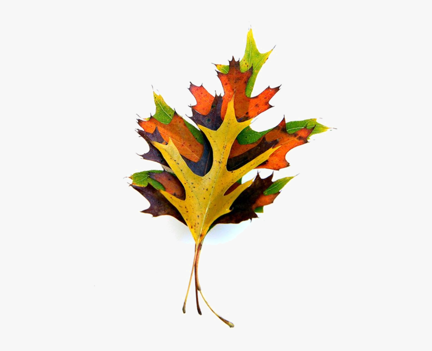 Maple Leaf, HD Png Download