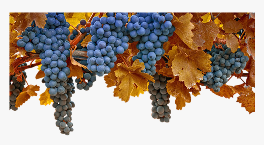 Transparent Green Grapes Clipart - 21 Сентября Рождество Пресвятой Богородицы, HD Png Download