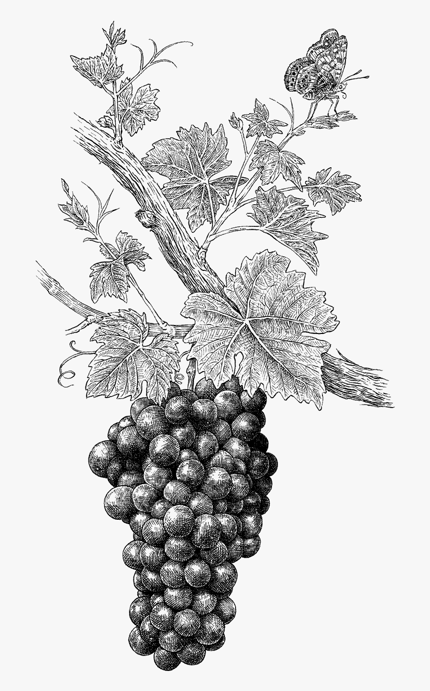 Transparent Wine Grapes Png - Grape Illustration Png, Png Download
