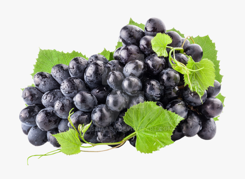 Transparent Grapes Black - Fresh Grapes, HD Png Download