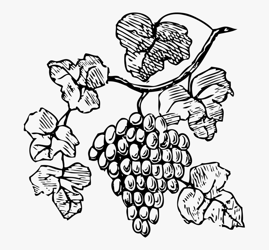 Bw-grapes - Grape Vine Clipart Black And White, HD Png Download