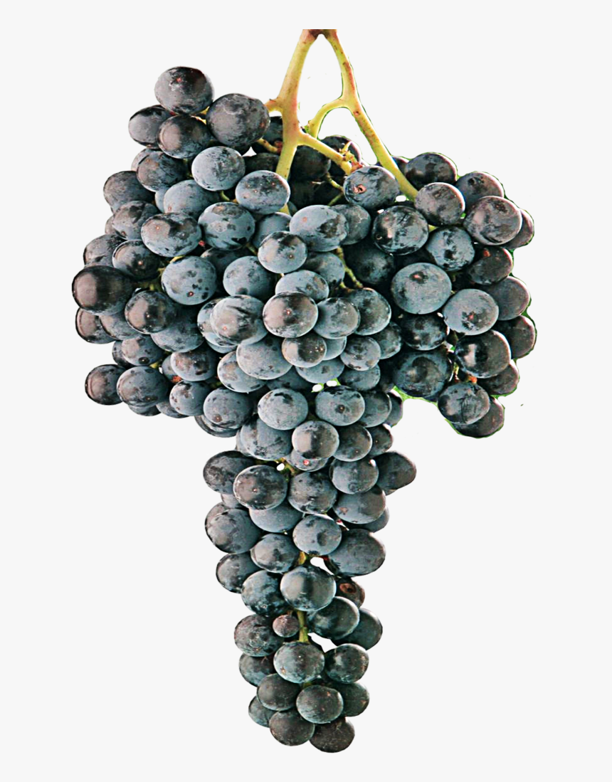 Cabernet Grape Png, Transparent Png