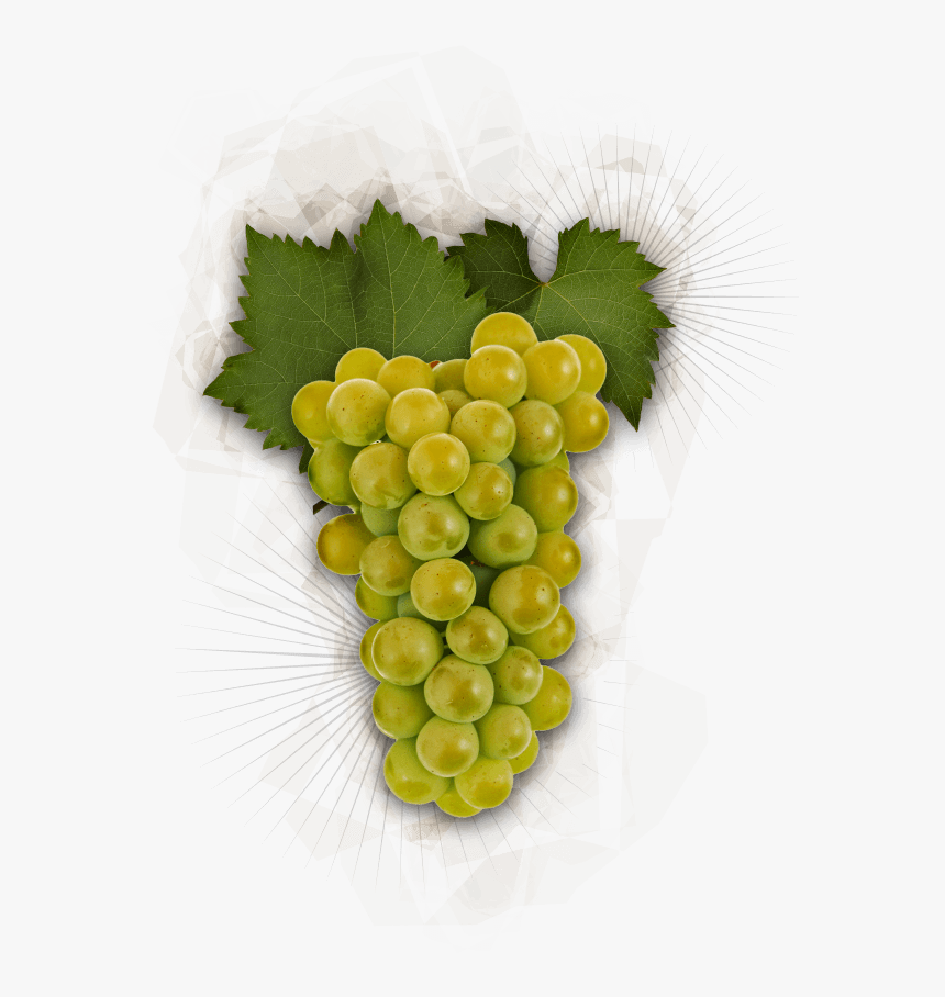 Chardonnay Grapes - Chardonnay Grapes Transparent Background, HD Png Download