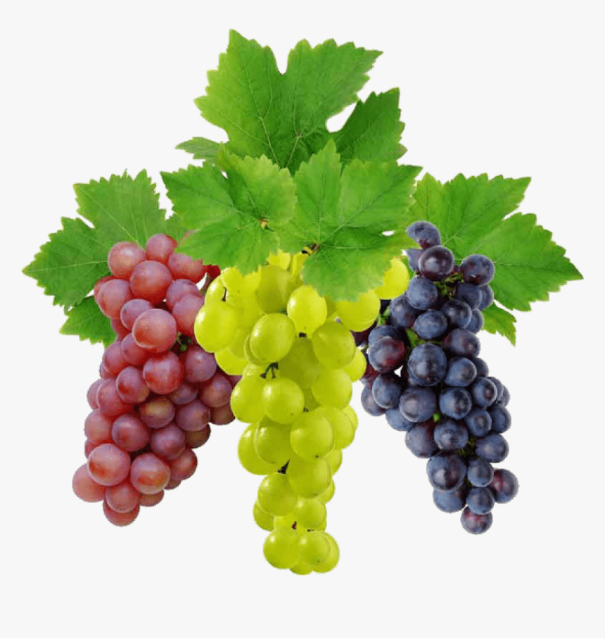 Grapes Clipart Clear Background - Transparent Background Grapes Png, Png Download