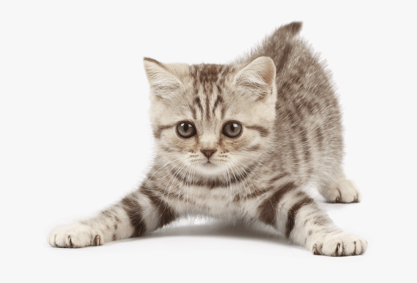 Kitten Png Png Freeuse - Cat With Transparent Background, Png Download