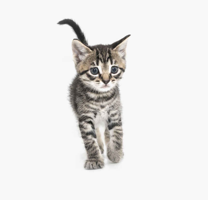 Kitten Png Transparent Images - Domestic Short-haired Cat, Png Download