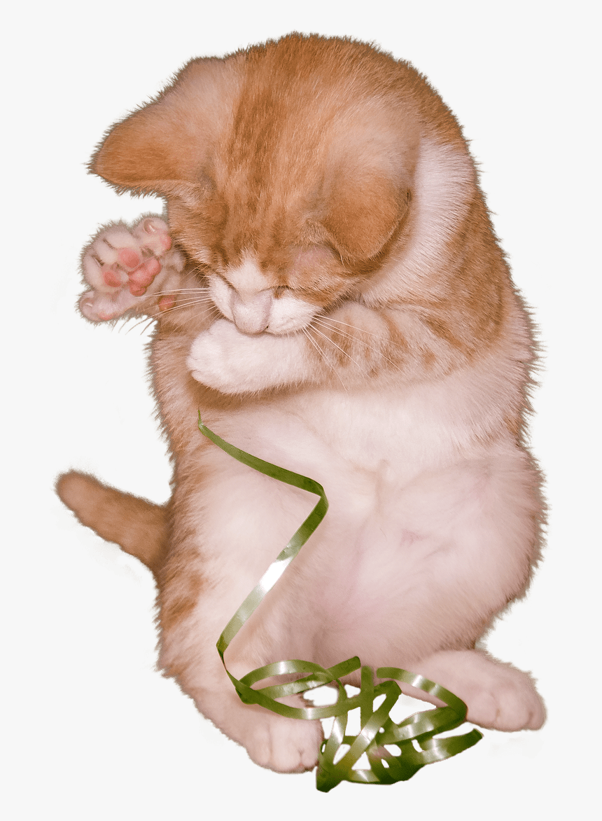 Cat Kitten Playing With Ribbon - Kitten, HD Png Download