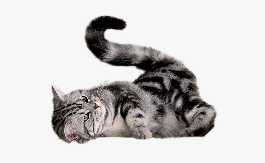 Crazy Cat Png, Transparent Png