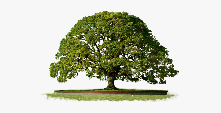 Tree Free Png - Portable Network Graphics, Transparent Png