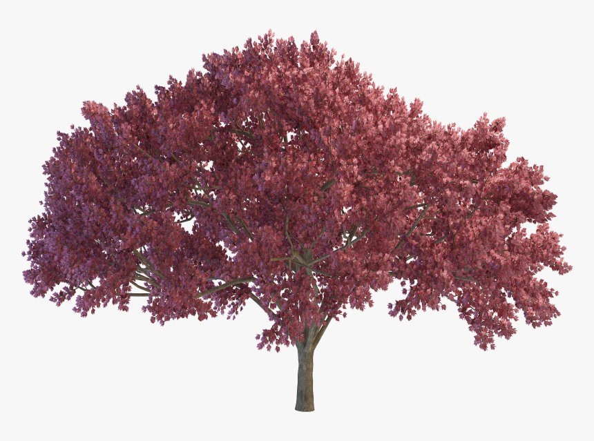 Cherry Tree Png File - Portable Network Graphics, Transparent Png