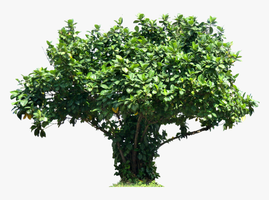 Tree Ficuslutea Png Image - Letters J In Nature, Transparent Png