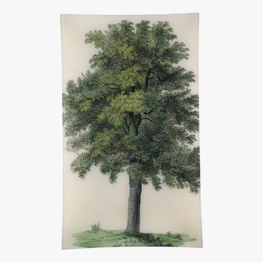 Mexican Pinyon, HD Png Download