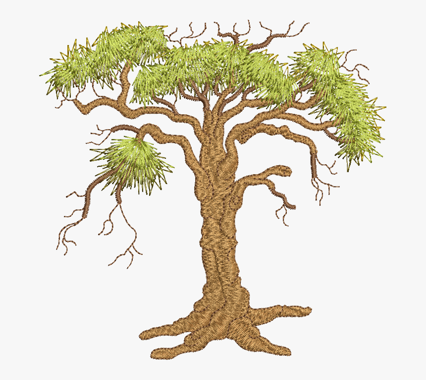 Oak Tree , Png Download - Pond Pine, Transparent Png