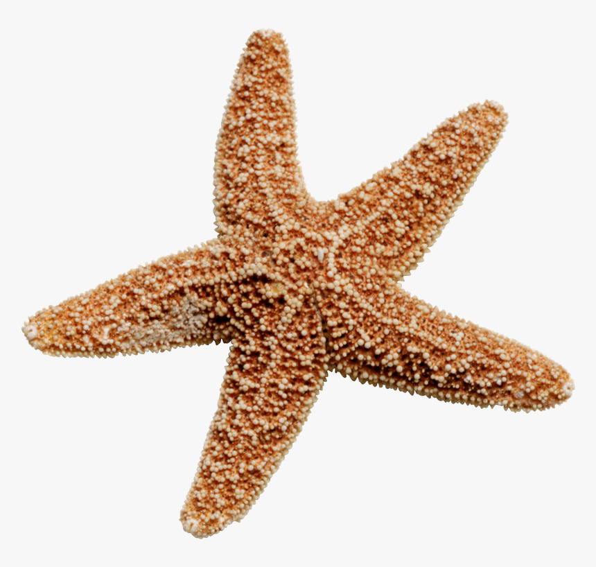 Starfish Png Images Free Download - Transparent Star Fish Png, Png Download