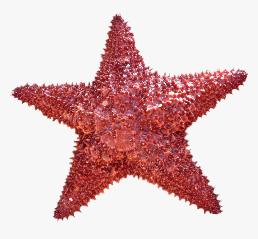 Starfish Png Image - Portable Network Graphics, Transparent Png