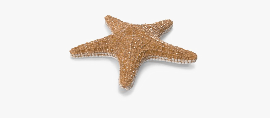 Starfish Png Image With Transparent Background - Starfish, Png Download