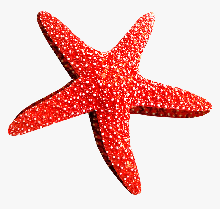 Estrellas De Mar Rojo, HD Png Download