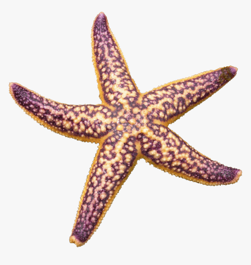 Starfish Purple - Starfish Png, Transparent Png