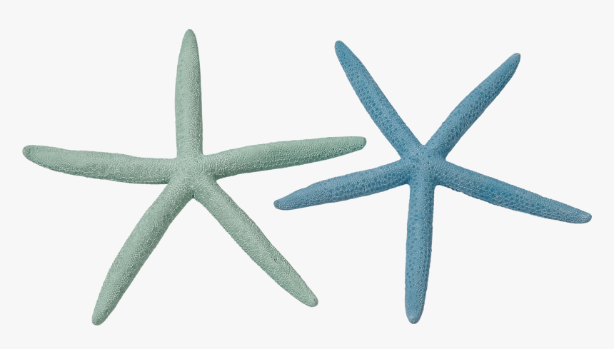 Teal Starfish Png - Starfish, Transparent Png