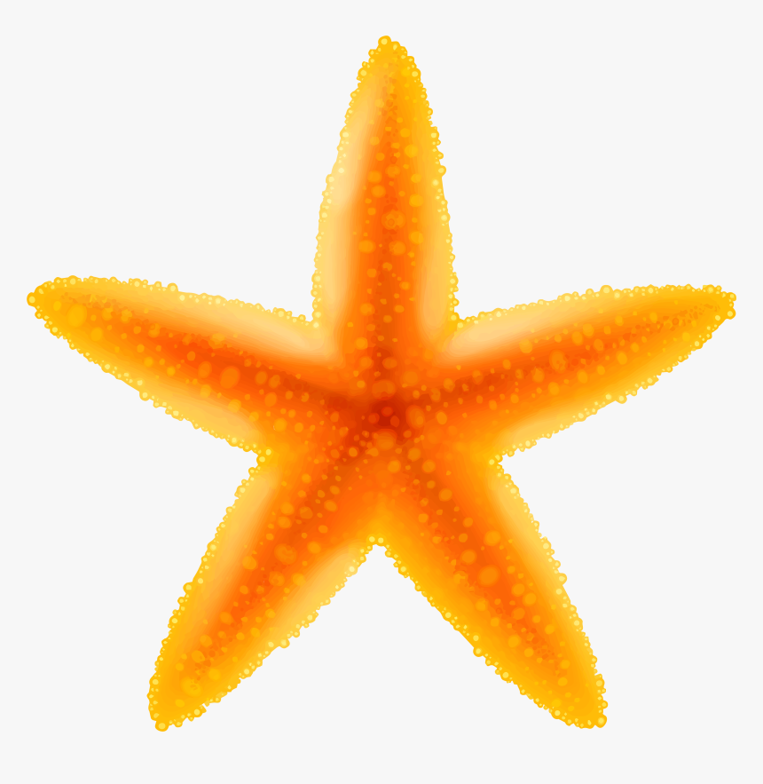Starfish Transparent Png Image Png Download, Png Download