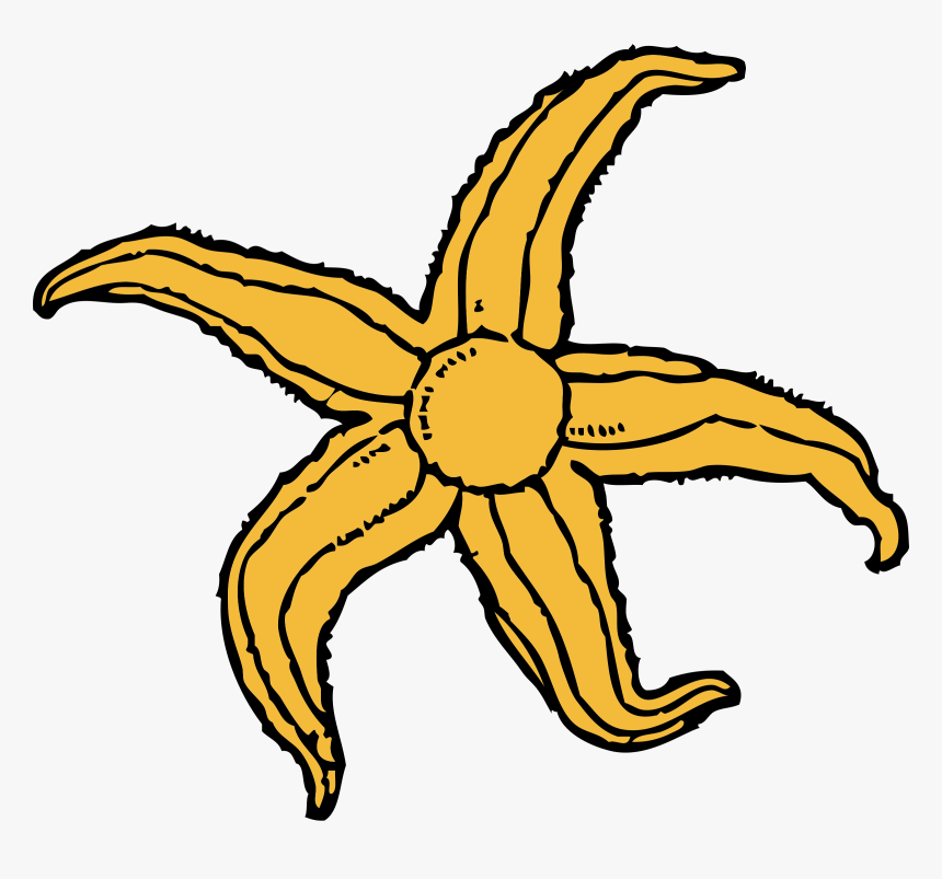 Starfish Clip Arts - Starfish Clip Art, HD Png Download
