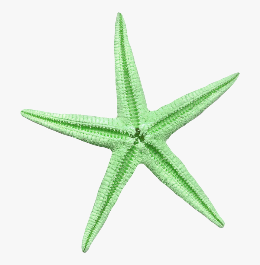 Estrela Do Mar Verde Png, Transparent Png