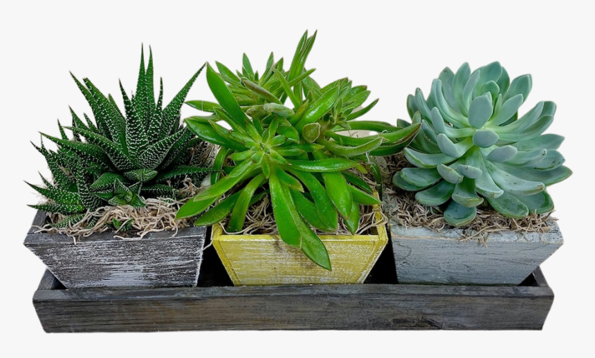 Succulent Garden Trio - Flowerpot, HD Png Download