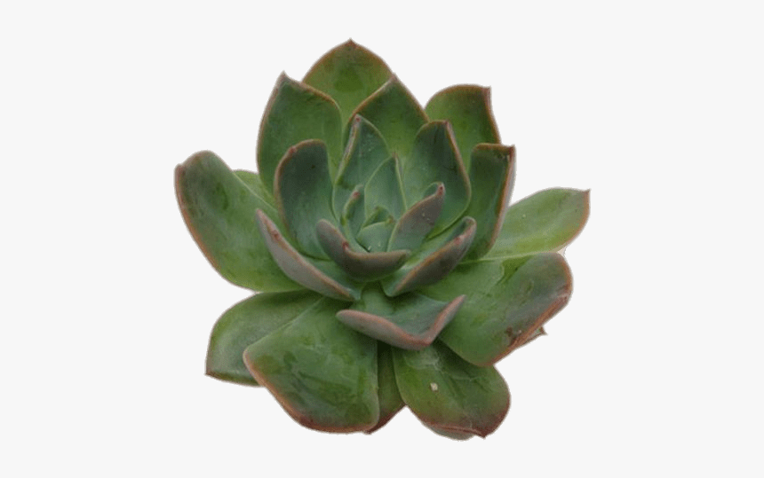 Echeveria Succulent - Succulent Top View Png, Transparent Png