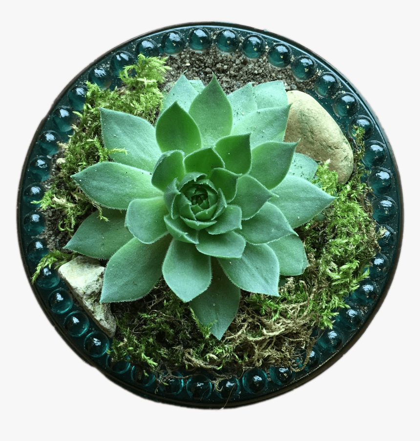 Succulent Top View, HD Png Download