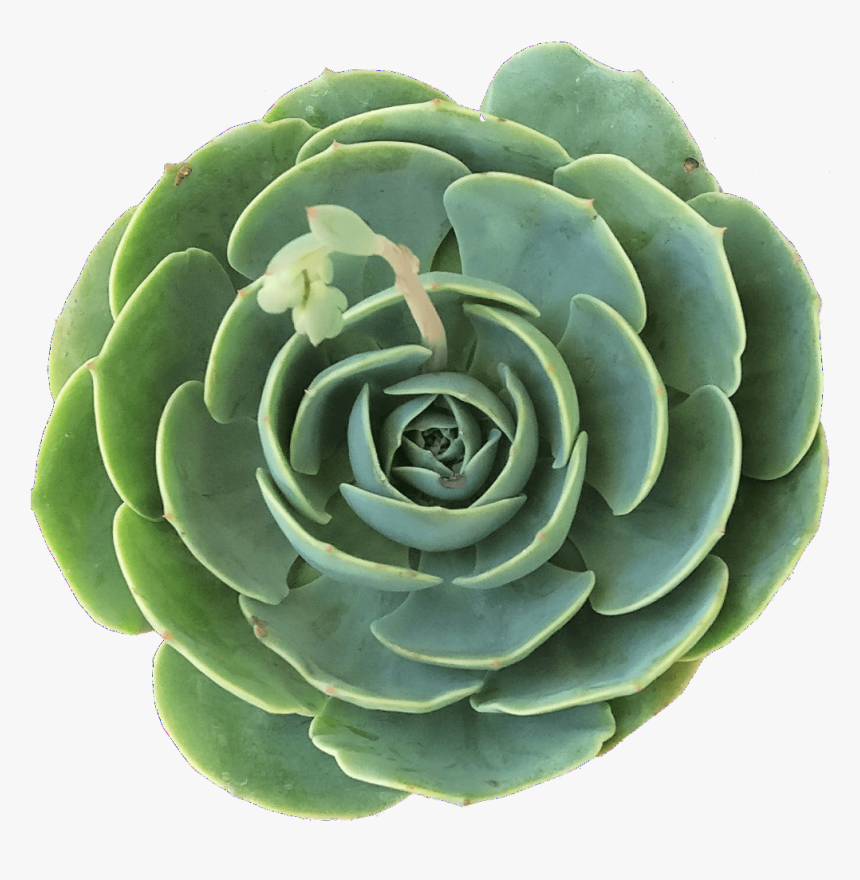 Echeveria Imbricata Succulent, Rare Succulents, Succulents - Echeveria Imbricata Blue Rose, HD Png Download