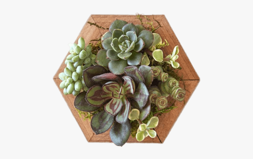 Succulents On Wooden Base - Succulent Pngs, Transparent Png