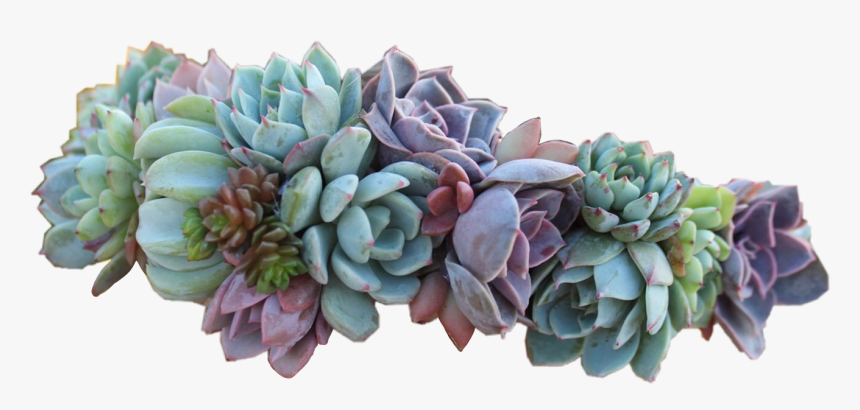 Succulent Flowercrown Flowers - Succulent Flower Crown, HD Png Download