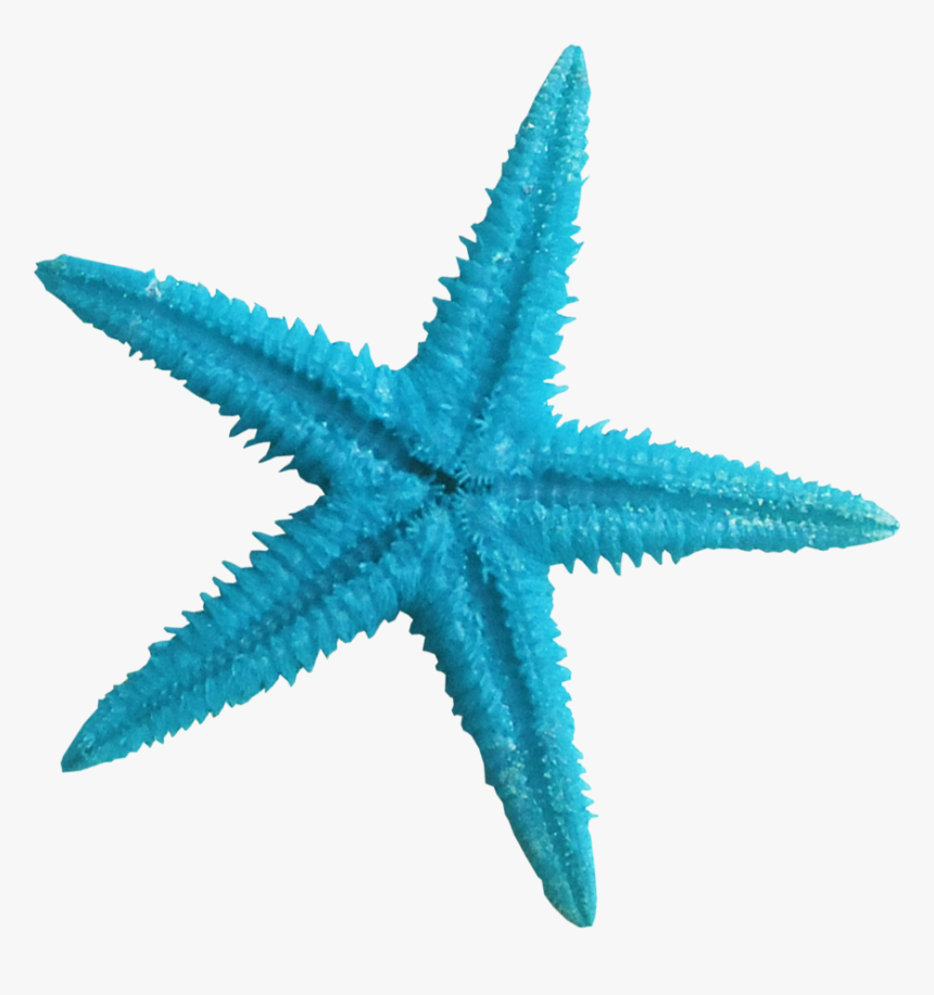 Turquoise Clipart Blue Starfish - Starfish Transparent, HD Png Download