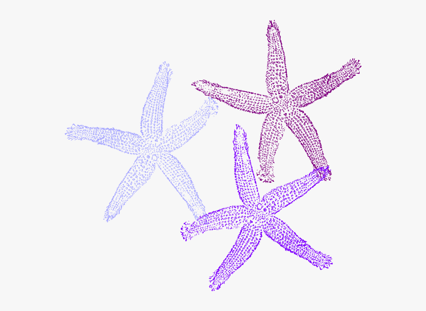 Purple Starfish Clipart - Transparent Background Coral Clipart, HD Png Download