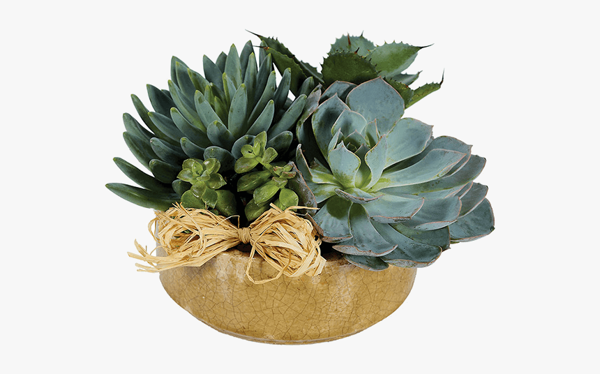 Succulent Flower Arrangements, HD Png Download